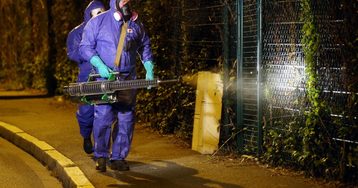Obernai. Wykryto gorączkę denga, zaplanowano zwalczanie komarów