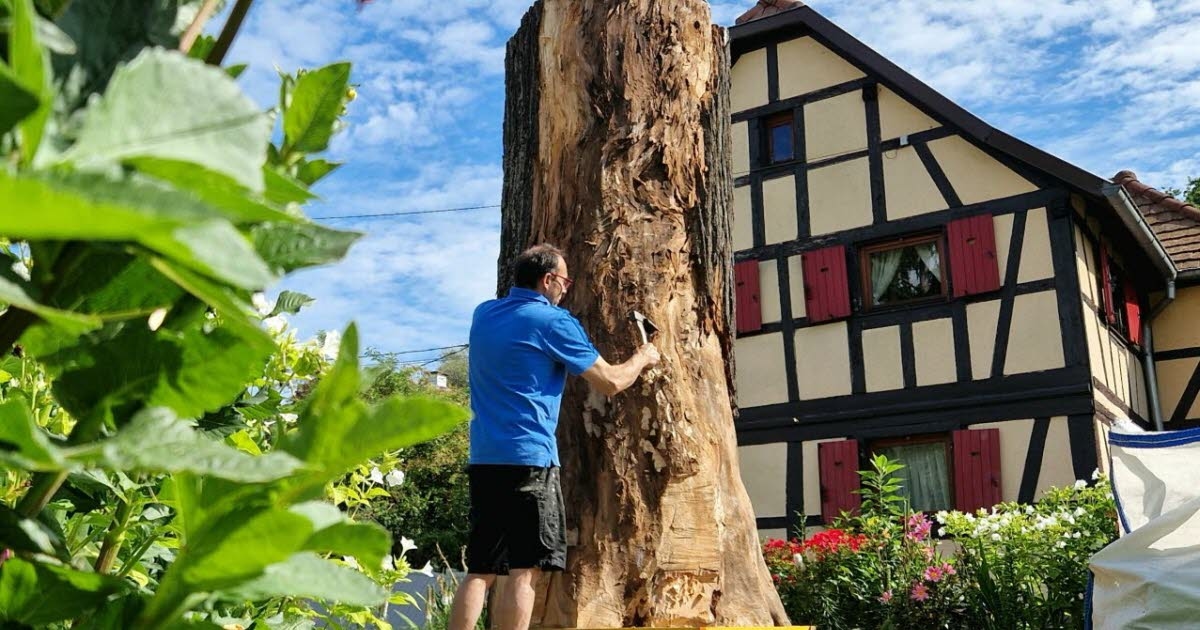 Ostwald. Le tronc de l’ancien tilleul de la Liberté de 1848 bientôt transformé en œuvre d’art