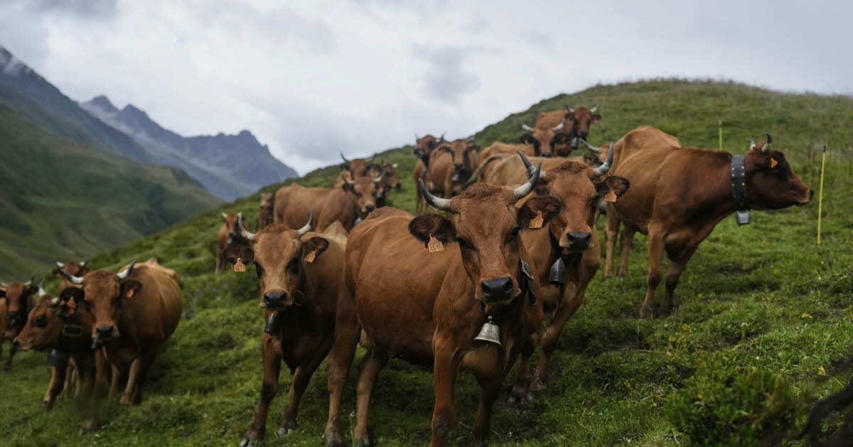 Agricultura. Dermatitis nodular contagiosa: 100.000 cabezas de ganado vacunadas y mil sacrificadas en un mes.