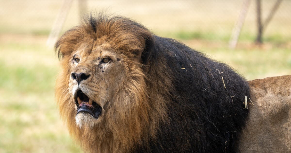 Thailand: Zoo under fire after Trump's fatal attack