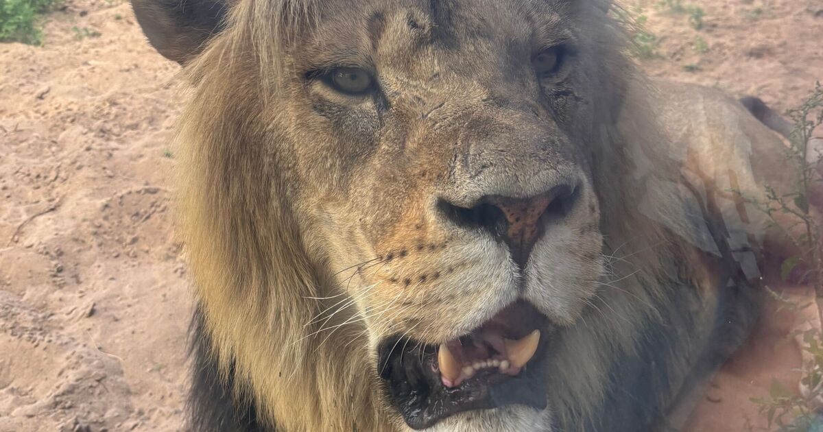 Les invités des safaris au Royaume-Uni ont une surprise tôt le matin