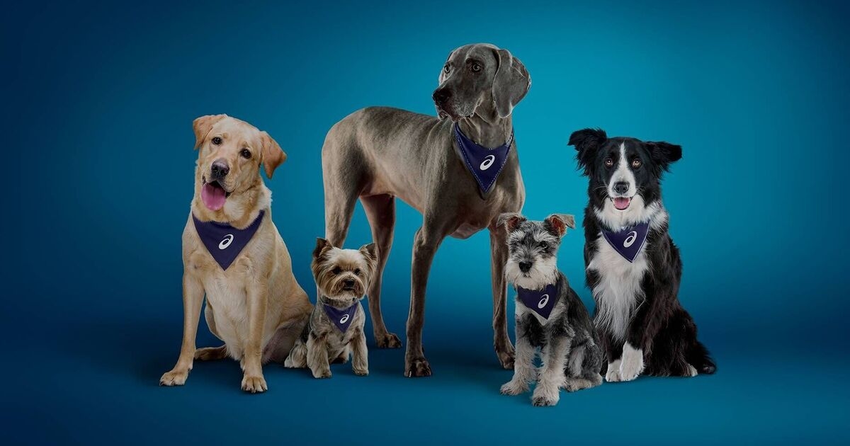 Sete em cada 10 donos de cães dizem que seus animais de estimação são sua principal motivação para exercícios