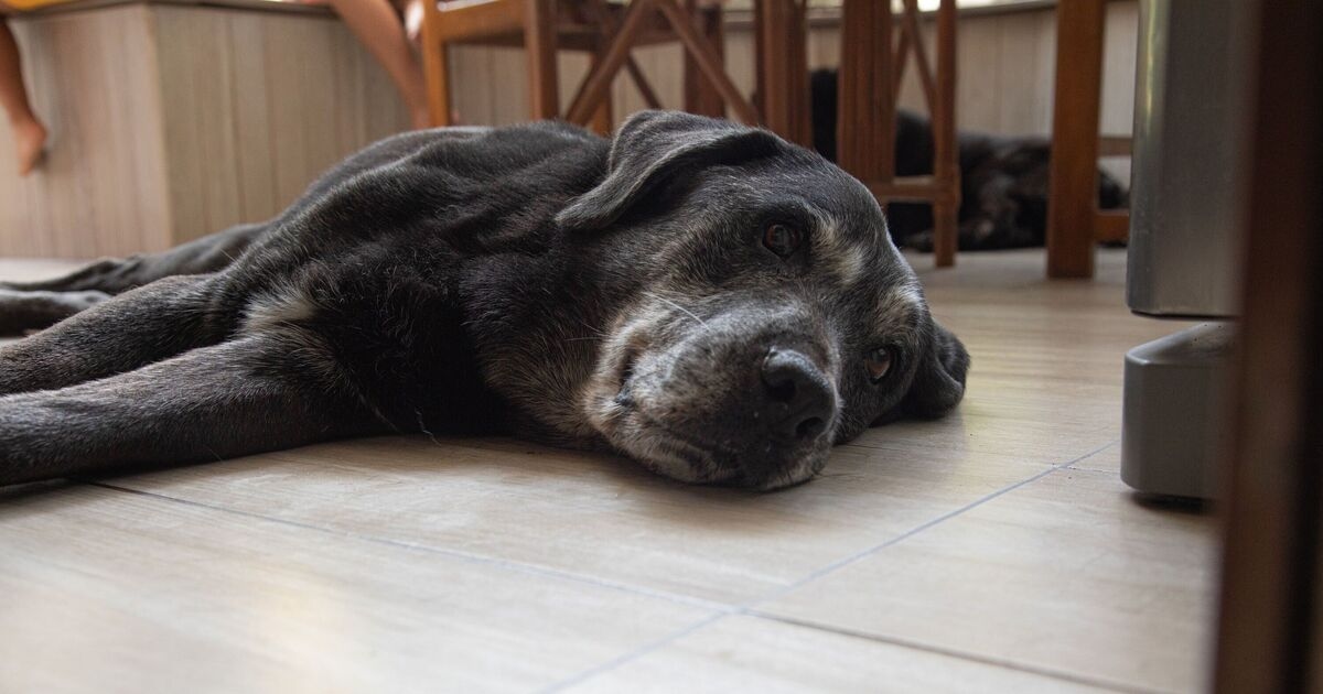 Vet reveals the nine warning signs that your dog is in pain