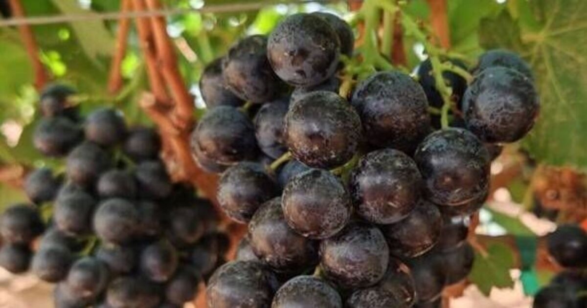 Diyetisyen, İngiltere'ye yeni gelen 'süper meyvenin' 'kilo vermeye yardımcı olduğunu' söyledi