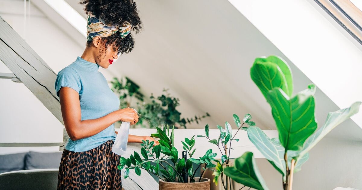 Un expert révèle les cinq plantes que chaque maison devrait avoir pour améliorer son bien-être.