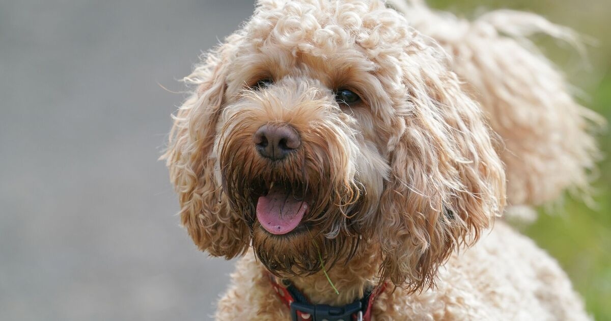 Veteriner, köpek severlere bu popüler cinsi seçmeden önce iki kere düşünmeleri çağrısında bulundu