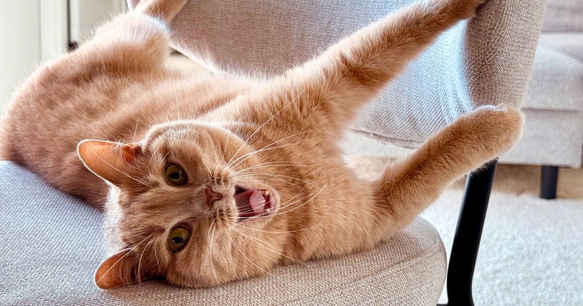 Un esperto di gatti spiega il motivo per cui si comportano male e se il "comportamento del gatto arancione" è reale