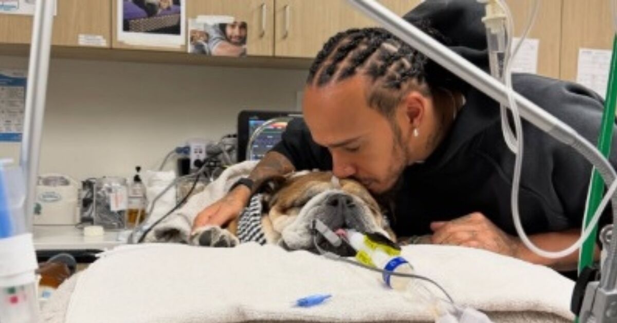 Lewis Hamilton, sevilen köpeğinin kalbinin durmasının ardından yürek burkan Roscoe güncellemesini paylaştı