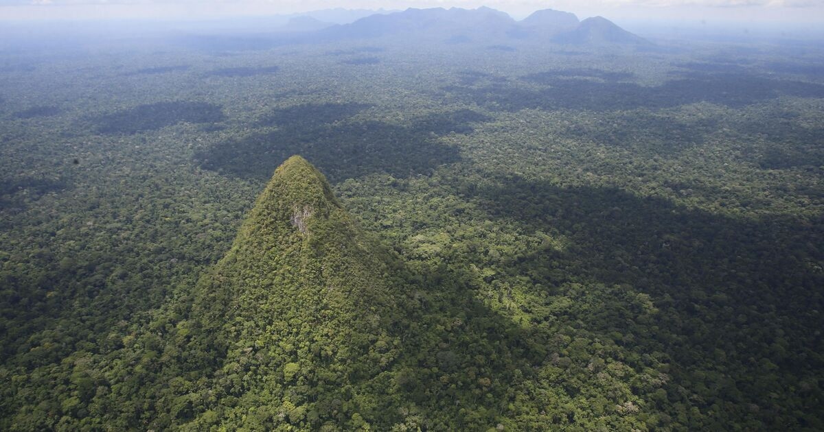 Estrutura antiga que pode ser a 'mais alta do mundo' é descoberta na floresta amazônica