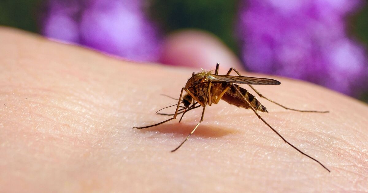 Pânico na Espanha com primeiro caso de doença mortal confirmado em local turístico
