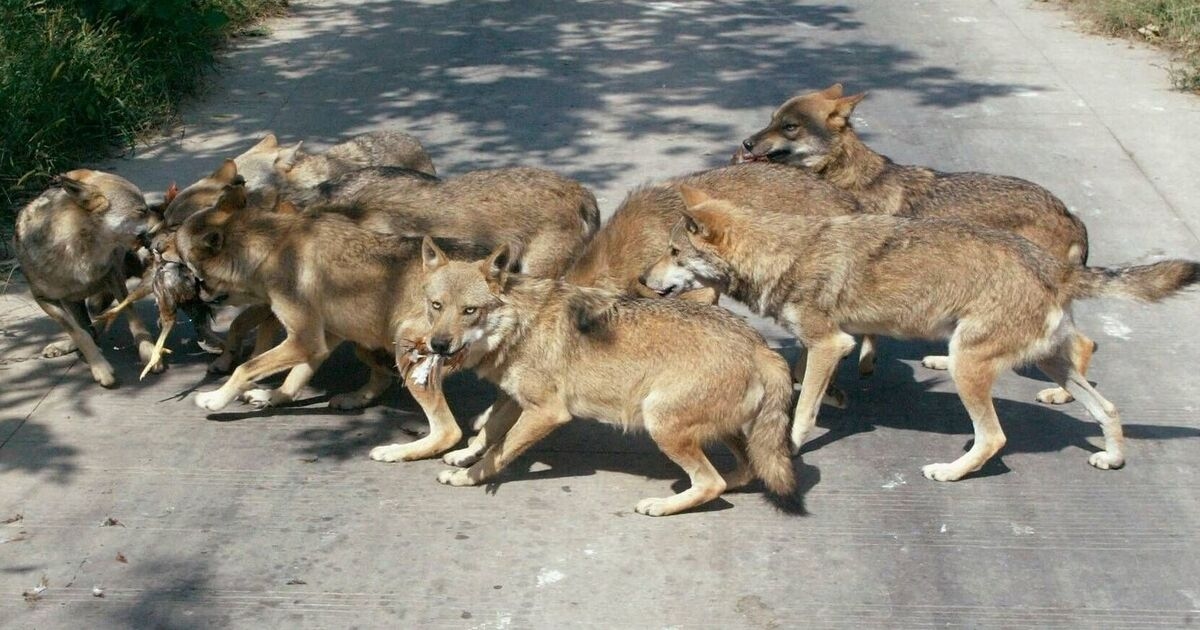 De gruwelijke laatste momenten van de moeder, terwijl ze wordt doodgebeten door hybride wolven als huisdier