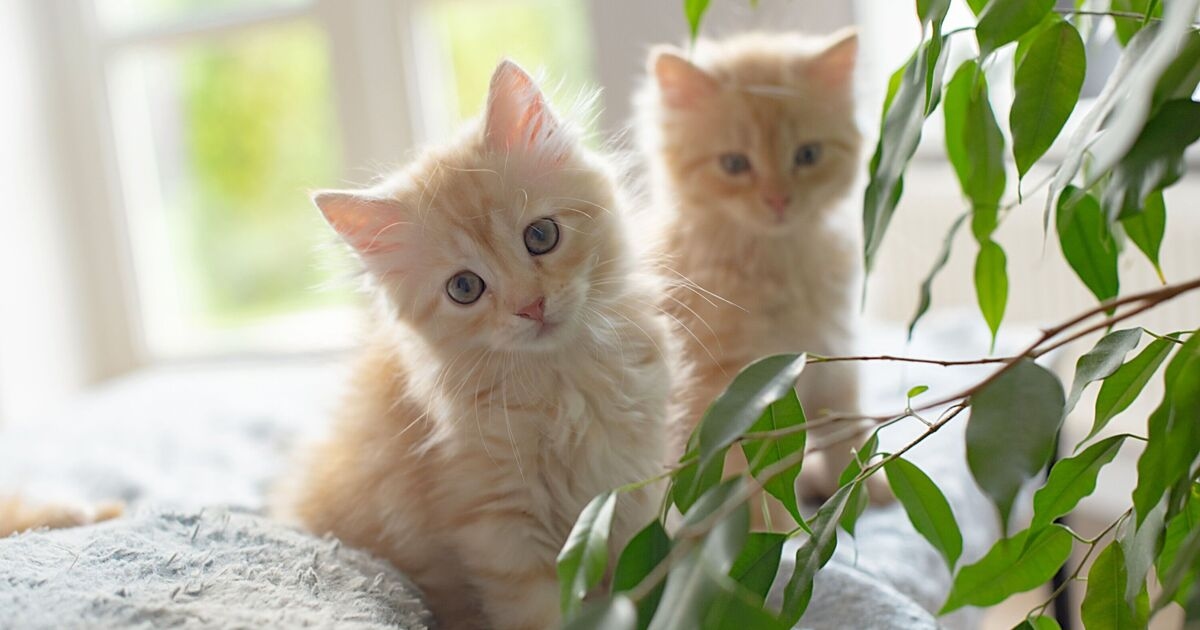 Man buys pet cats but has specific rule when it comes to naming them