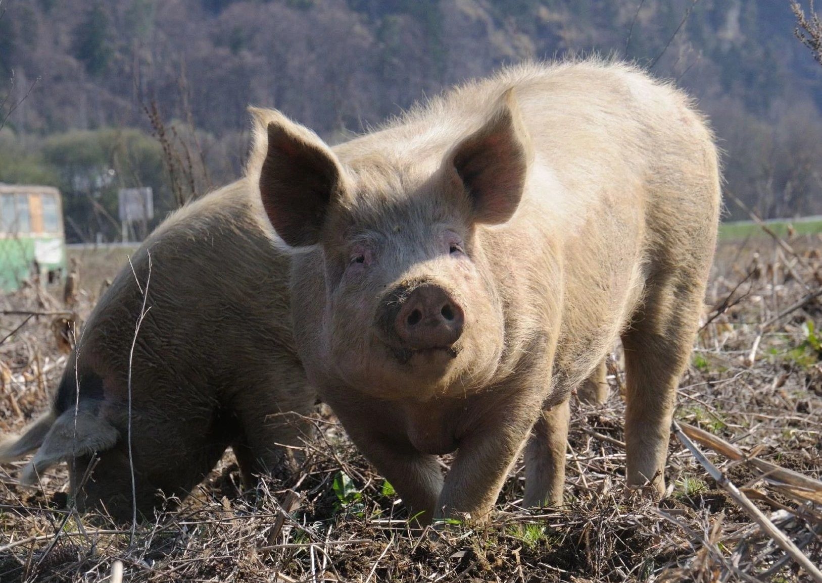 Raad gaat 29 schapen, geiten en een varken verkopen