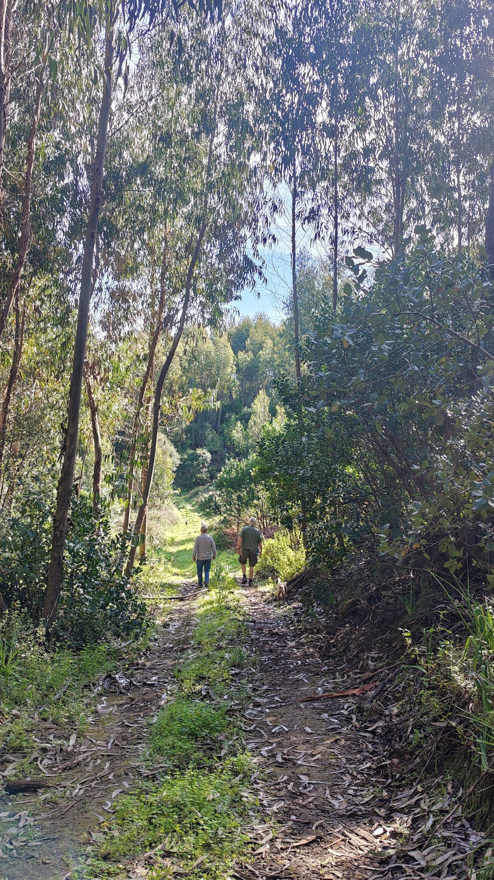 Offres de mars pour les bains de forêt en Algarve