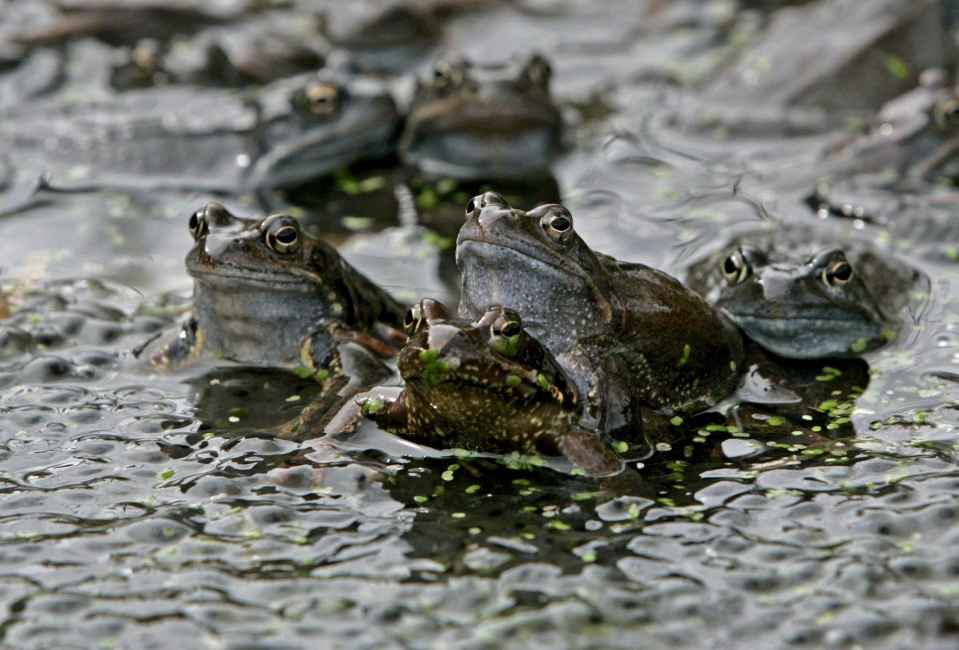Un Autrichien doit payer jusqu'à 30 000 euros pour le coassement des grenouilles dans son étang.