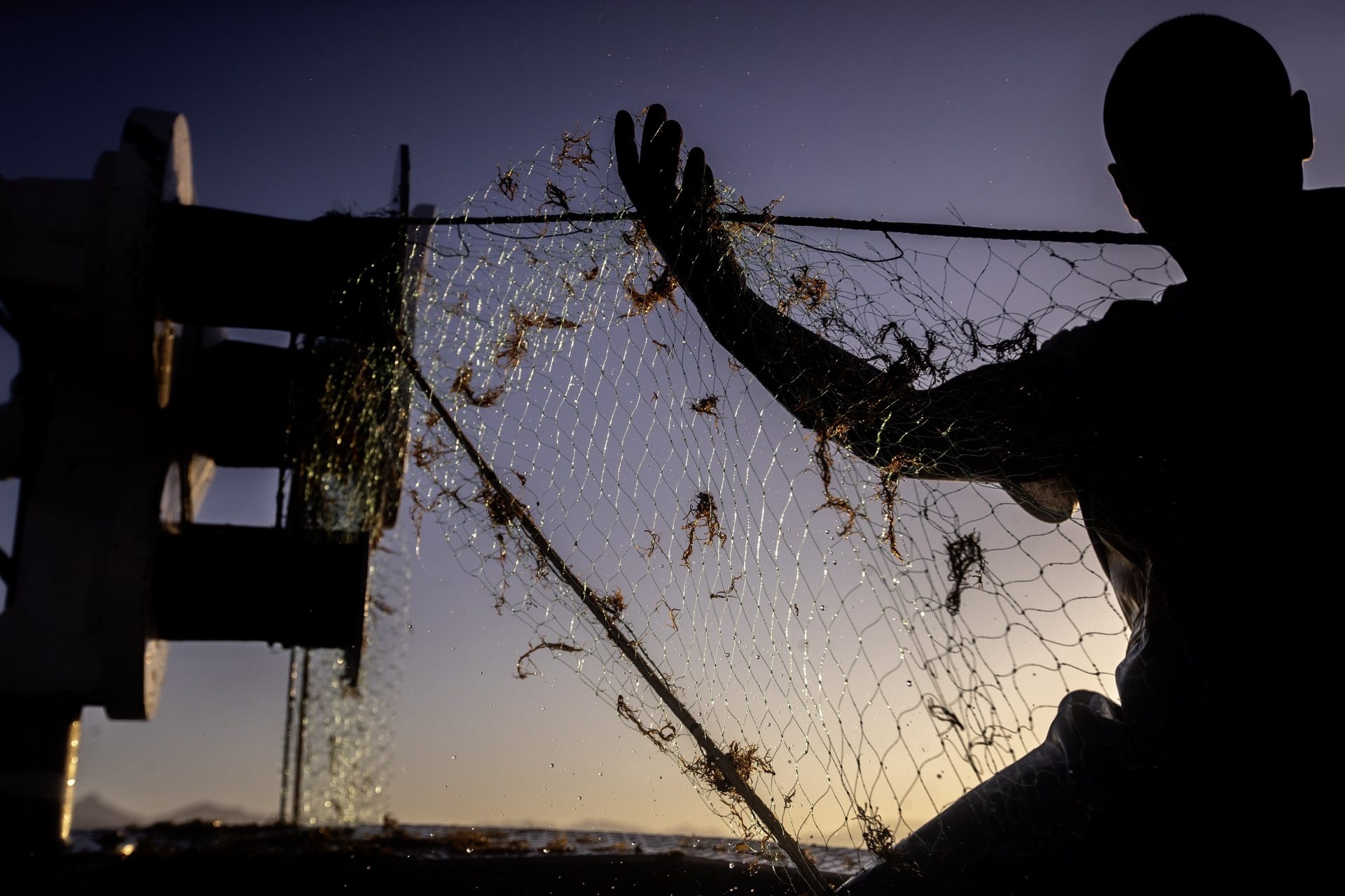 Asian seaweed continues its expansion along the Andalusian coast for the ninth consecutive summer.