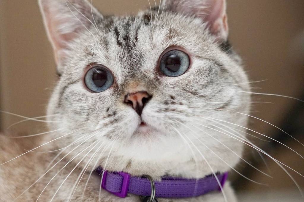 Del Antiguo Egipto a Instagram: Cómo los gatos conquistaron el mundo
