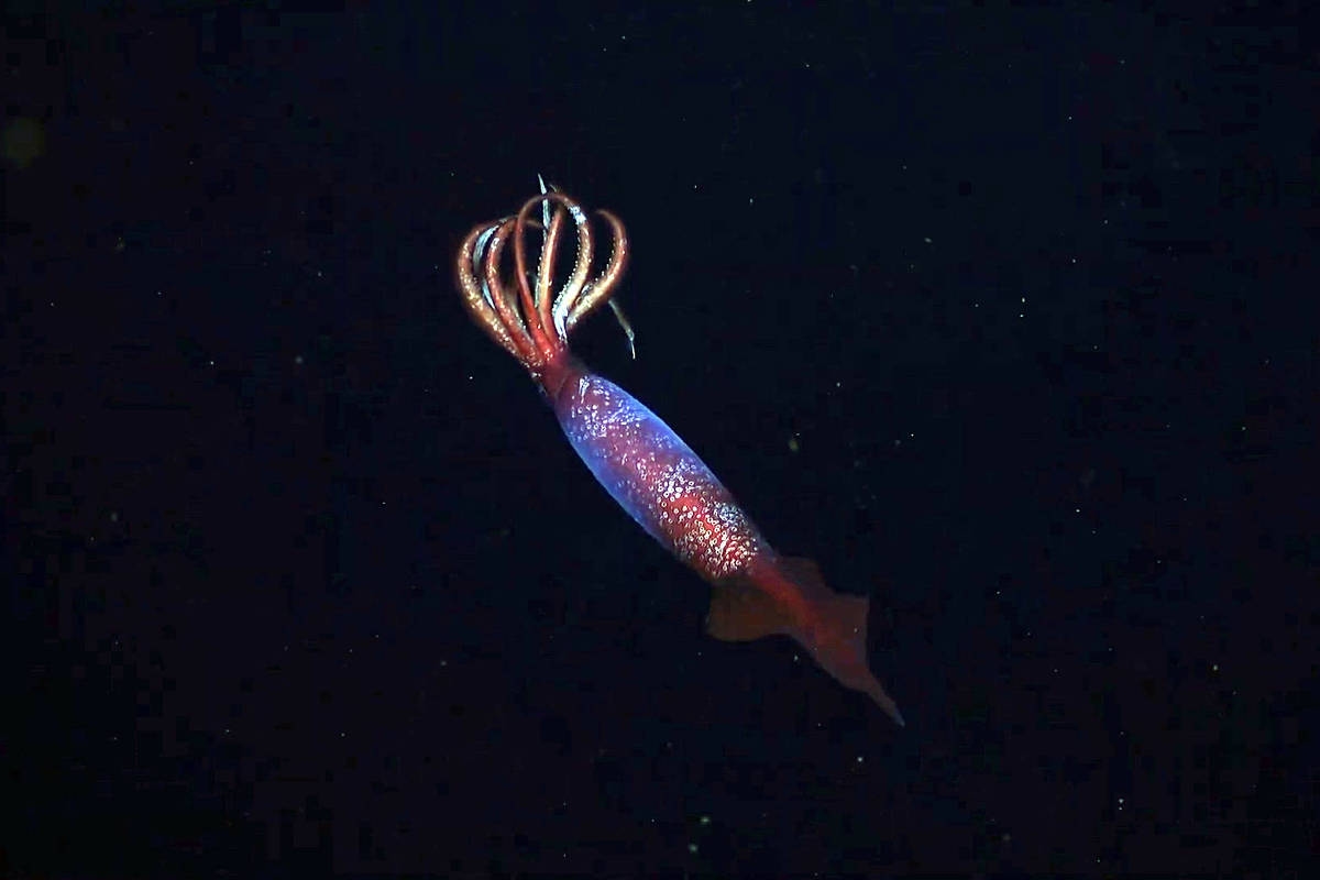 Calamar raro visto vivo por primera vez en las profundidades del océano; ver