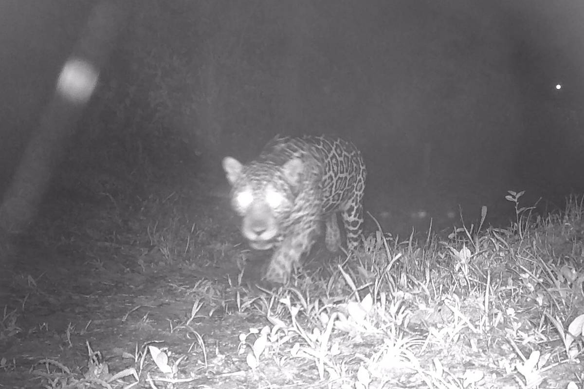 Jaguar recorded in Rio de Janeiro for the first time in 5 decades; watch video