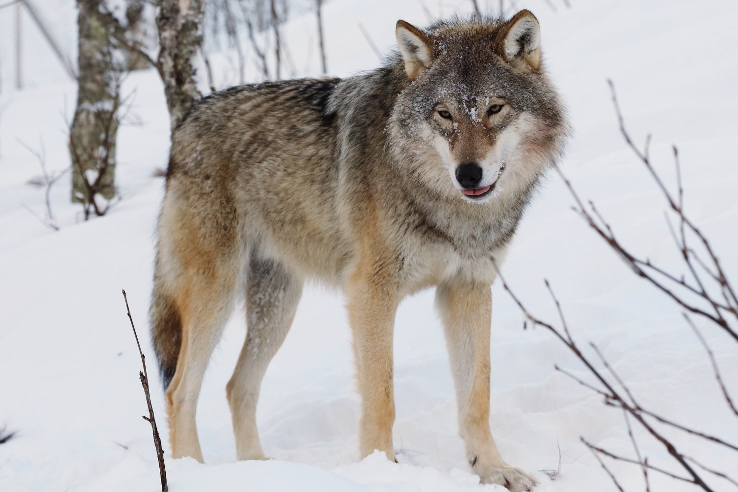 New Study Backs Theory That Wolves Traded the Wild for Table Scraps—and Became Dogs