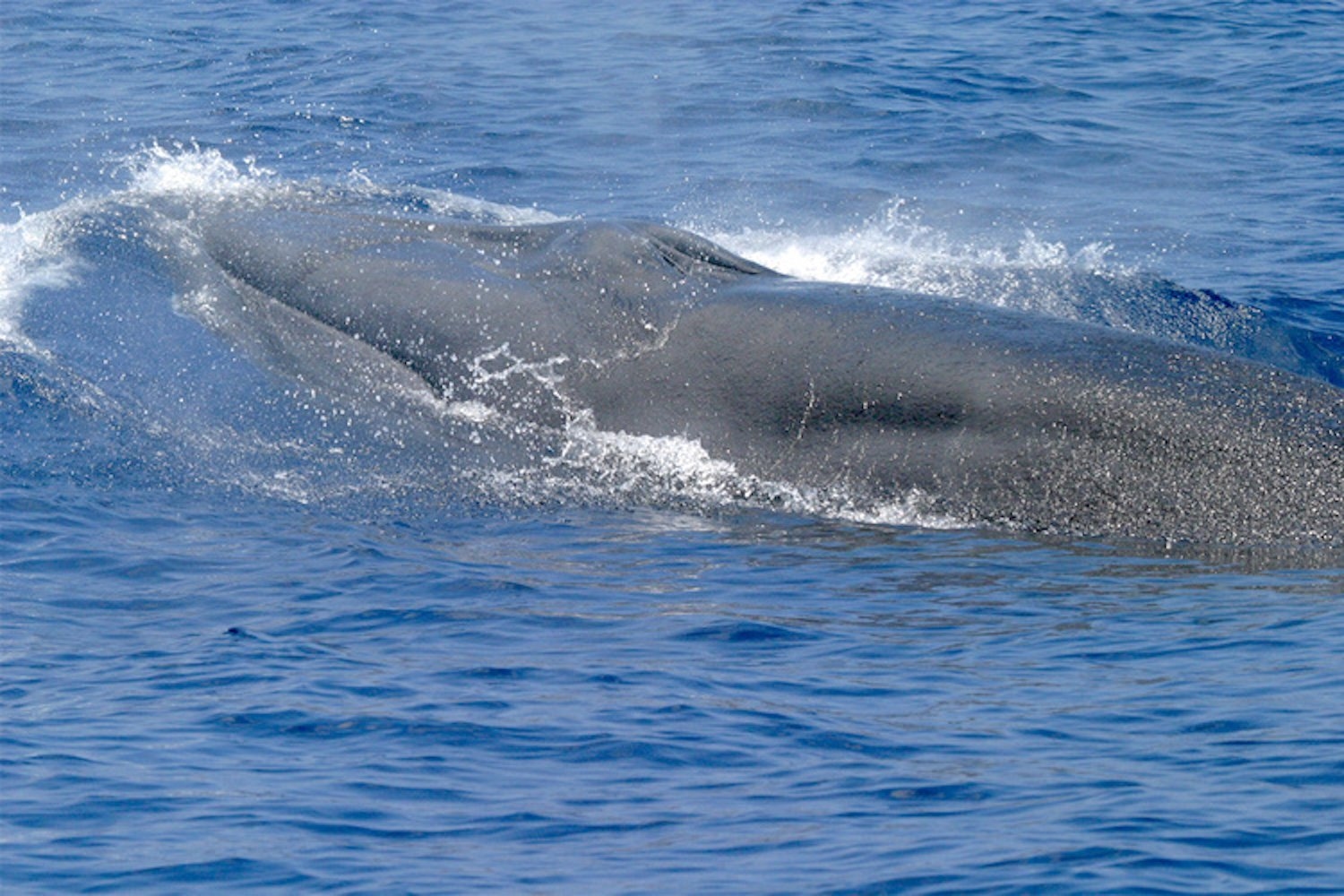 Trump acaba de hacer más peligrosa la vida de una de las ballenas más raras de la Tierra