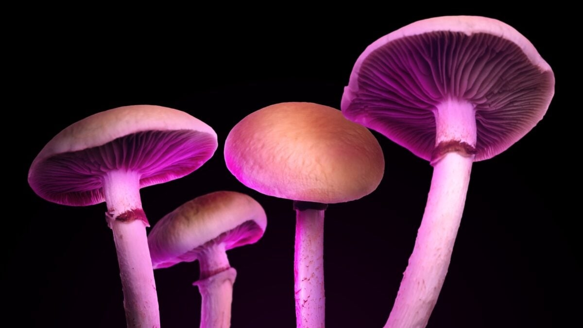 Some Magic Mushroom Edibles Have Zero Psilocybin—Just Junk That Still Gets You High