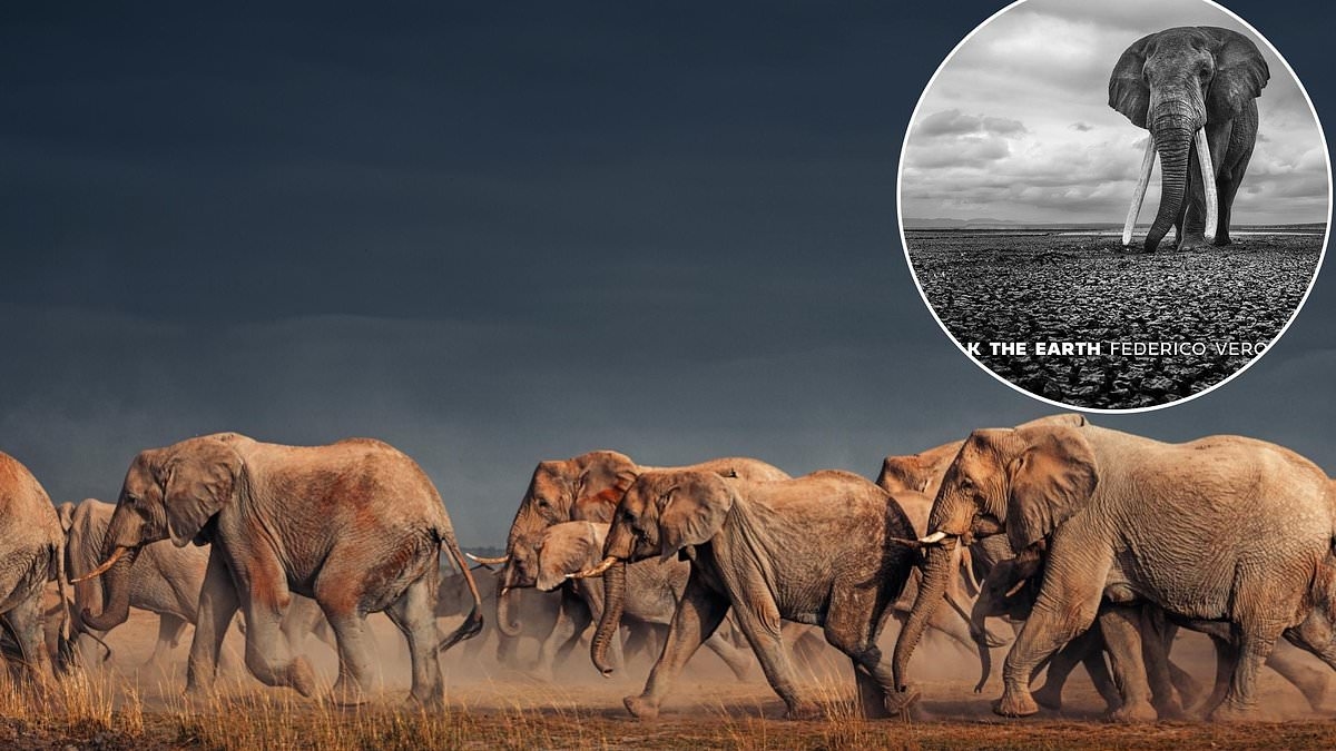 Picture This: Basking in the beauty of elephants