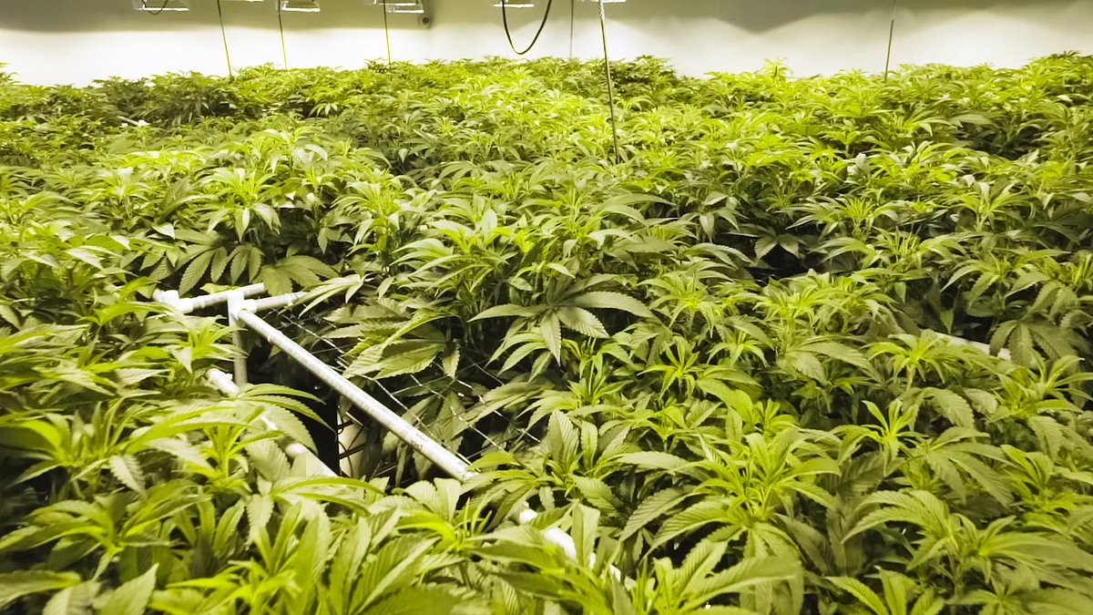 Cannabis-based drug 'is HELPING cancer patients... by giving them the munchies'