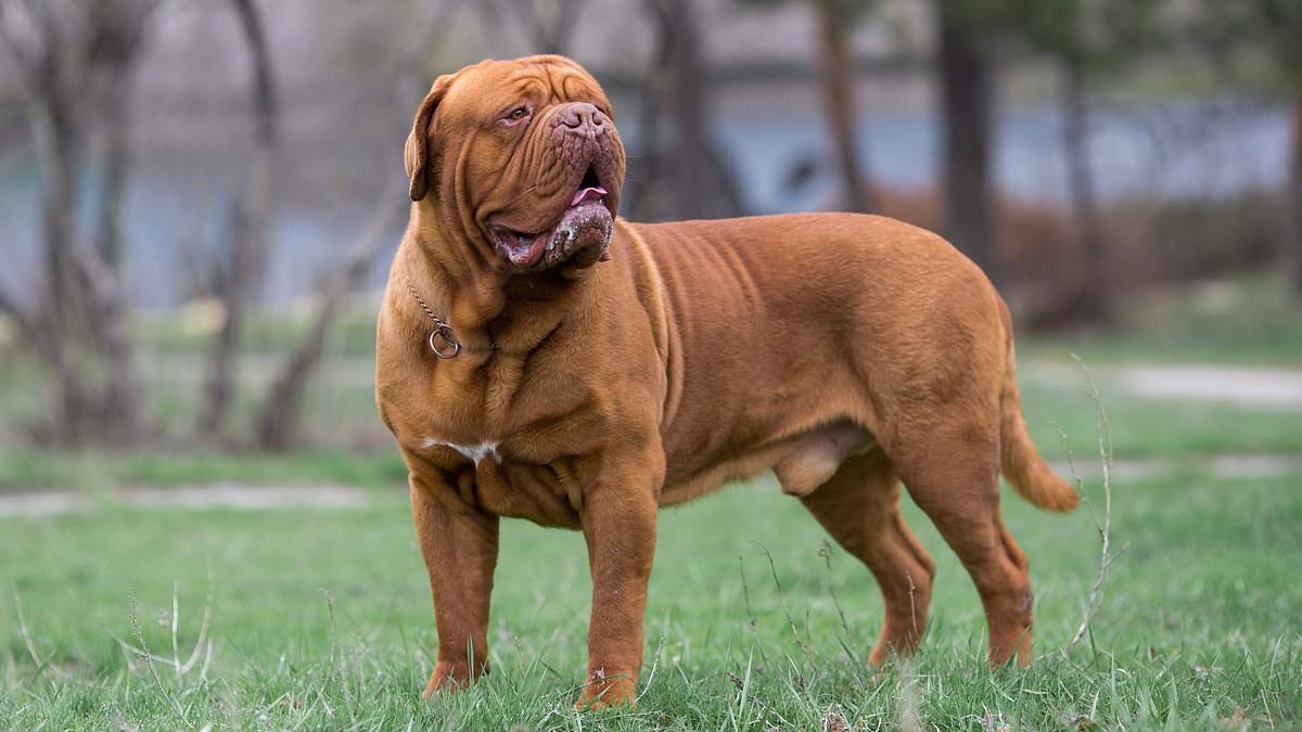 Ortaya çıktı: Agresif köpek kanserine yakalanma riski en yüksek olan köpek ırkları - listenin başında büyük köpekler yer alıyor