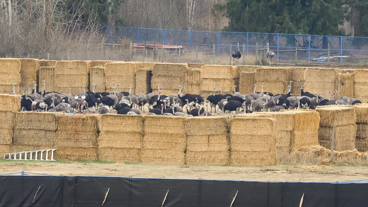 Возмущение вызвало расстрел 300 «здоровых» страусов после обвинений в инфекционном заболевании