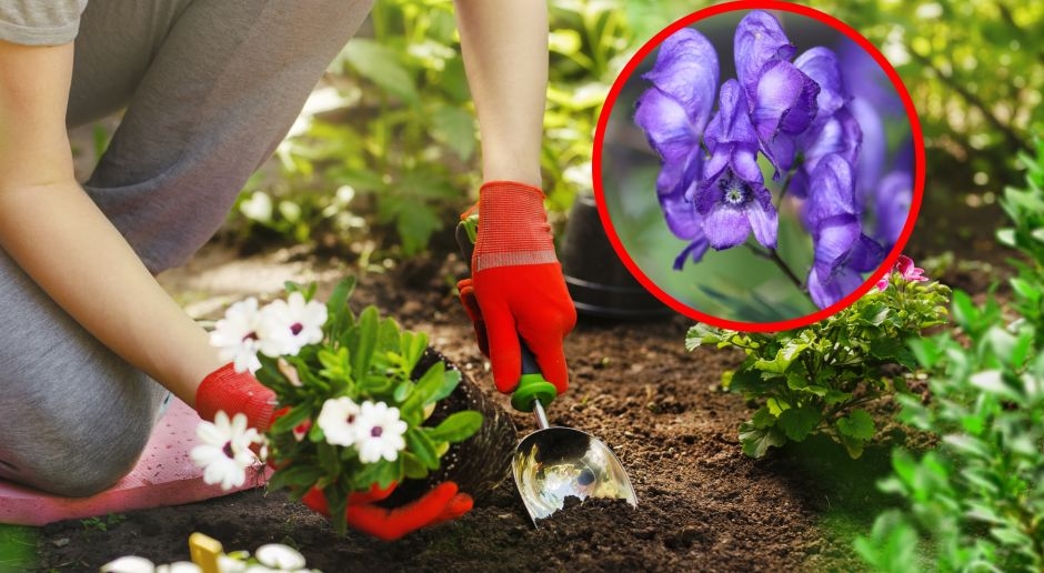 Une plante mortelle. Les Polonais sont impatients de planter dans leurs jardins