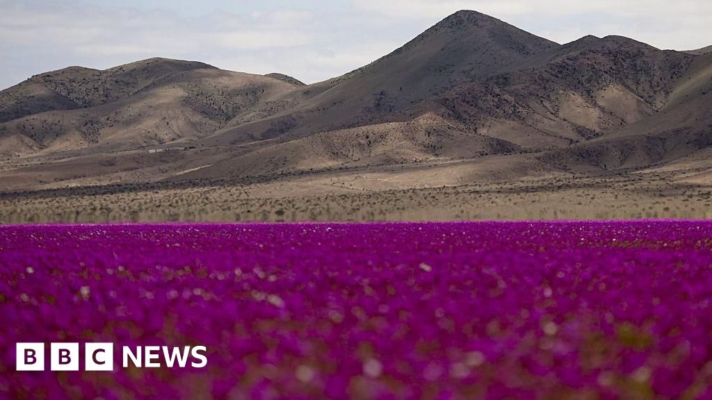 Nadir kır çiçekleri Atacama çölünü kaplıyor