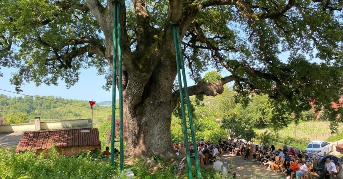 677 lat! Najstarsze drzewo w mieście...