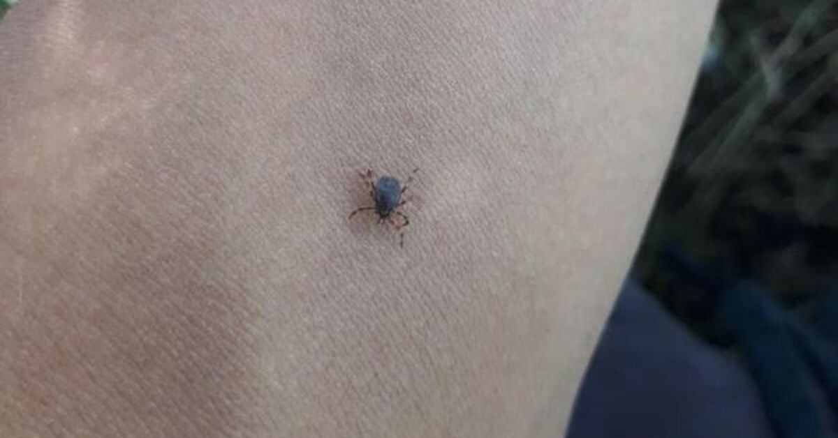 Warning against ticks: 'Do not sleep outside'