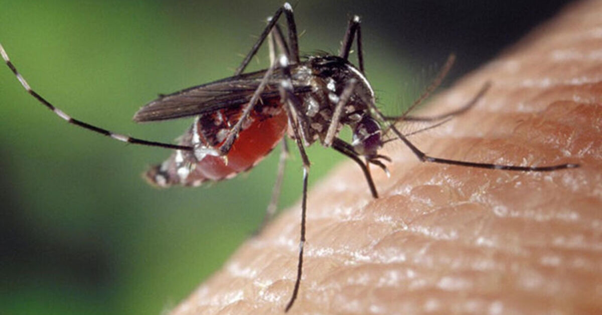 Se reporta un caso local de chikungunya en Europa