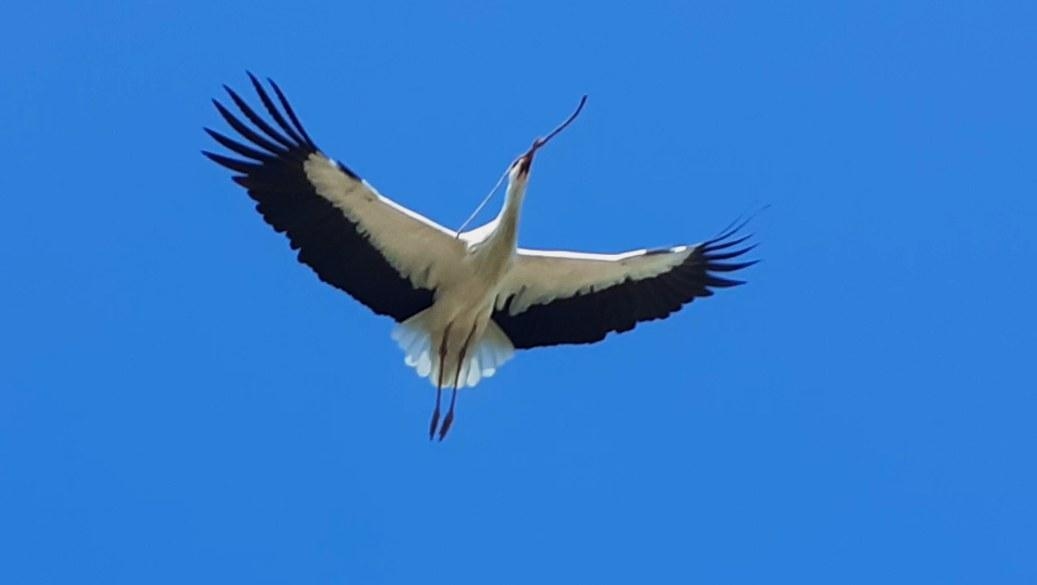 Ele viu a primeira cegonha do ano e ganhou um saco de farinha