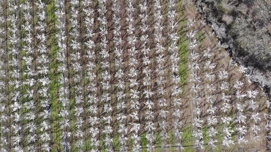 400 bomen verbaasden de toeschouwers! Sommige mensen denken dat er een bloem is uitgebloeid, terwijl anderen denken dat er schuim is gespoten…