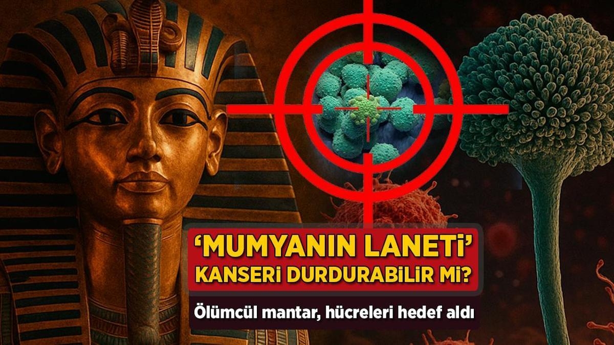 'Mumyanın laneti' kanseri durdurabilir mi? Ölümcül mantar, hücreleri hedef aldı