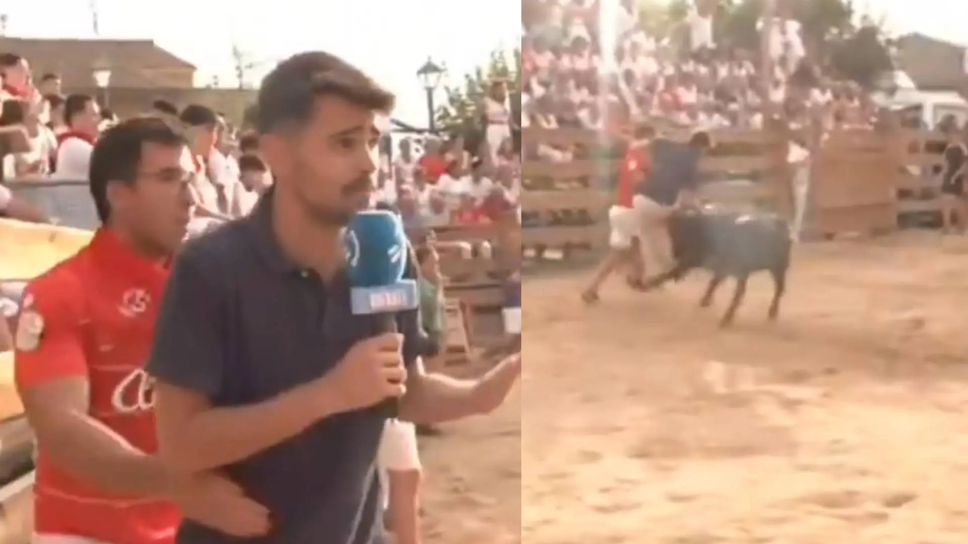 Um fã empurra um repórter do ETB para o ringue e ele acaba sendo chifrado por uma novilha.