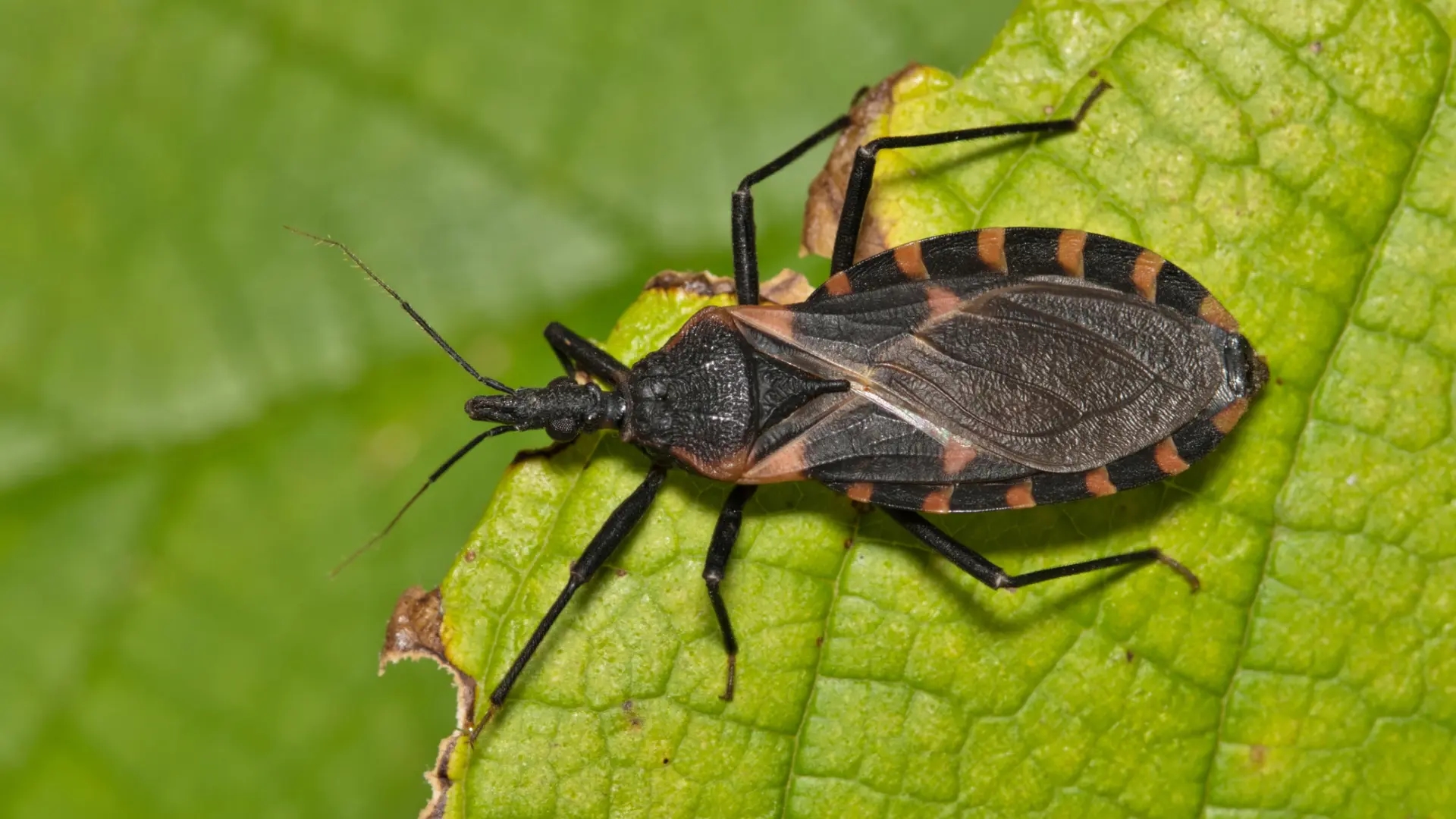 Die Vereinigten Staaten bestätigen, dass die Chagas-Krankheit mittlerweile endemisch ist und sich auf 32 Staaten ausgebreitet hat.
