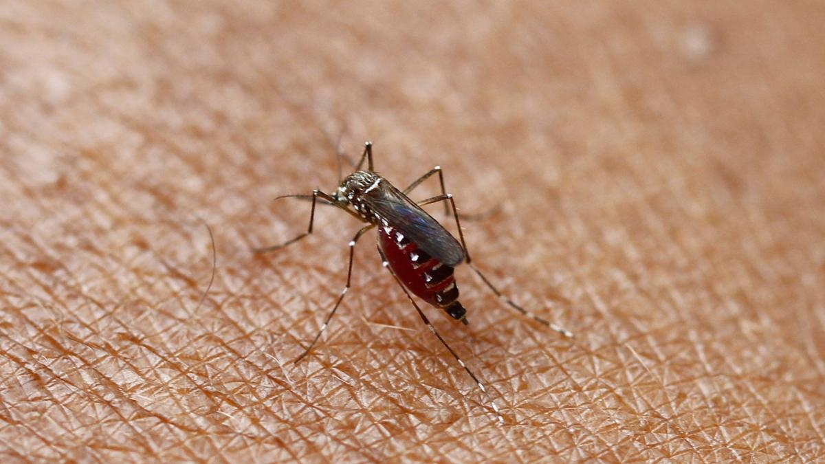 Kolumbianischer Wissenschaftler entdeckt „gute“ Viren in Aedes aegypti-Mücken, die diese Insekten vor der Übertragung von Dengue- und Gelbfieber schützen könnten.