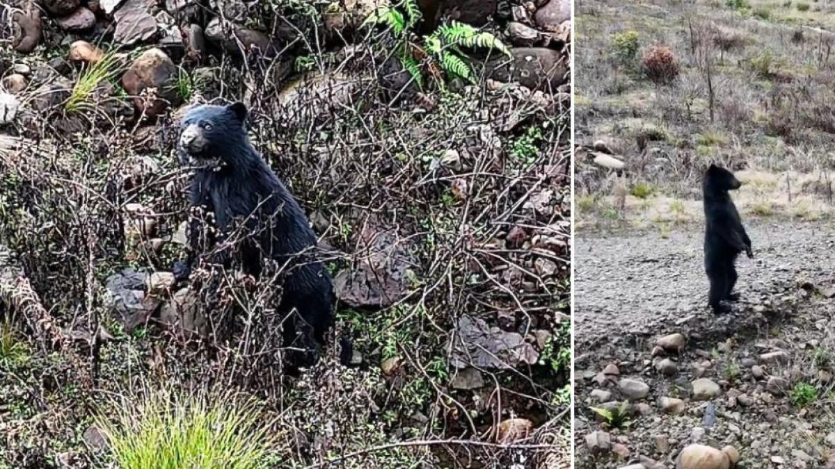 Spectacled Bear è stato registrato mentre suonava nella brughiera di Chingaza: questa è stata la reazione particolare