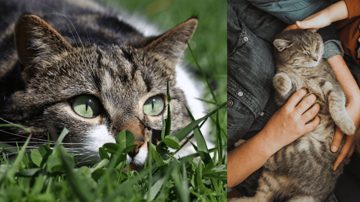 Die Katze, die im Zweiten Weltkrieg jagte, damit ihre Familie nicht verhungerte