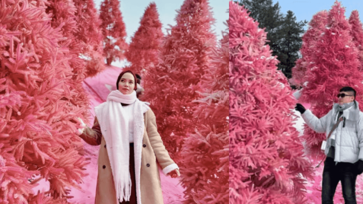 Herb Island de Pocheon el parque temático en Corea del Sur que tiñe sus jardines de color rosado