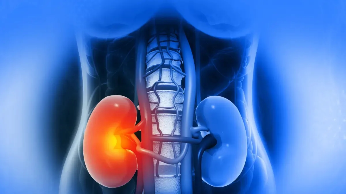 Seven essential tips for kidney care, according to a urology specialist