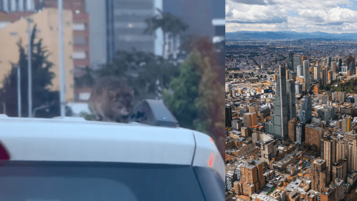 Um rato enorme foi filmado no teto de um carro em Bogotá.