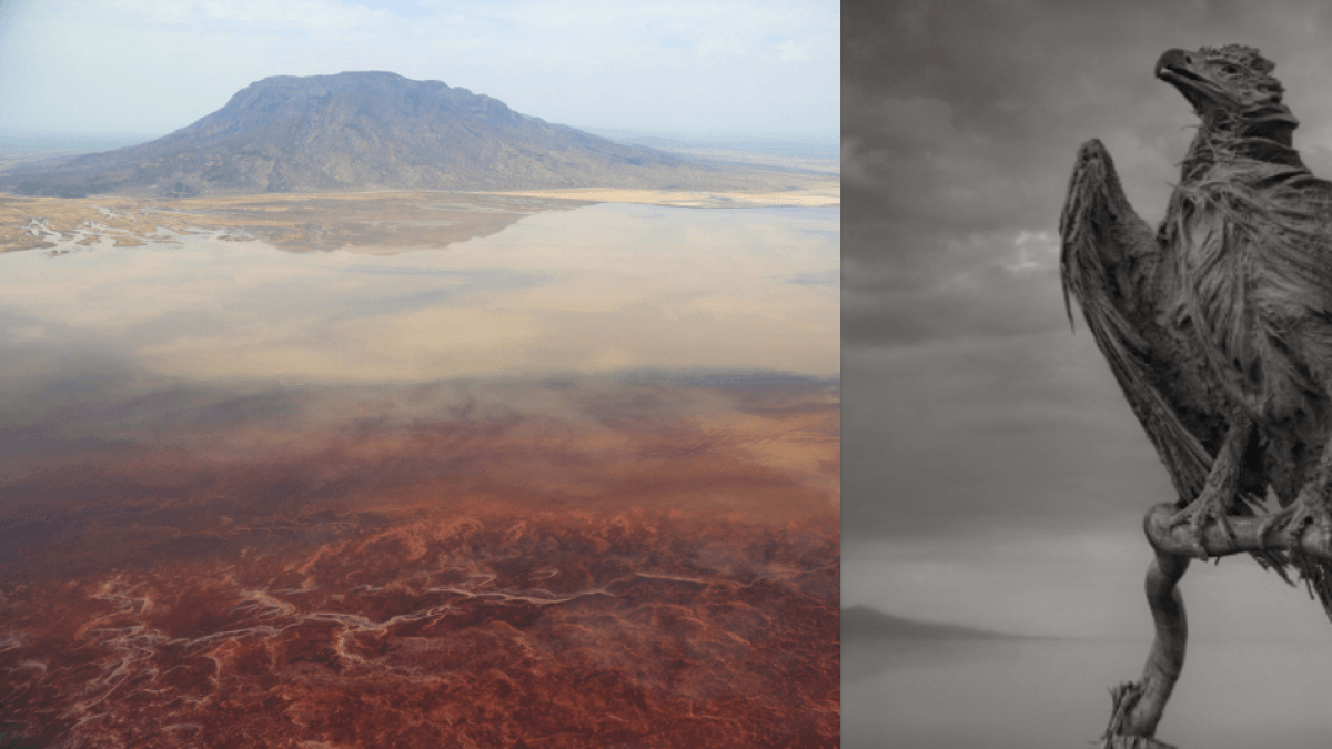 El lago africano que 'petrifica' a la mayoría de animales que habitan a su alrededor: tiene una sustancia química