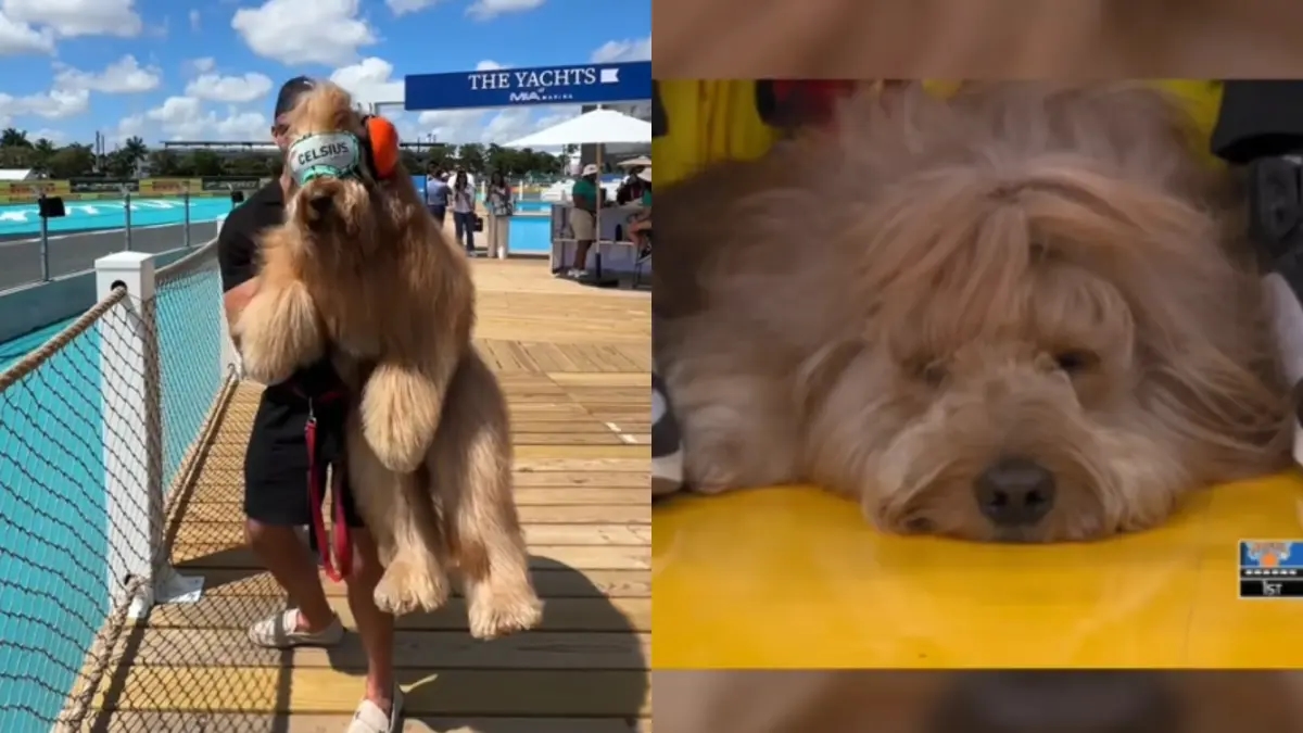 NBA, MLB ve diğer birçok spor müsabakasına katılan etkileyici köpek Brodiethatdood.