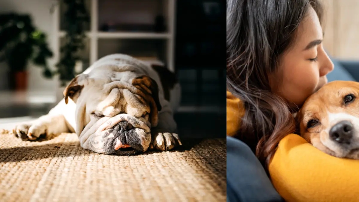 Un vétérinaire révèle où les chiens doivent dormir pendant les nuits froides et comment les protéger des basses températures.