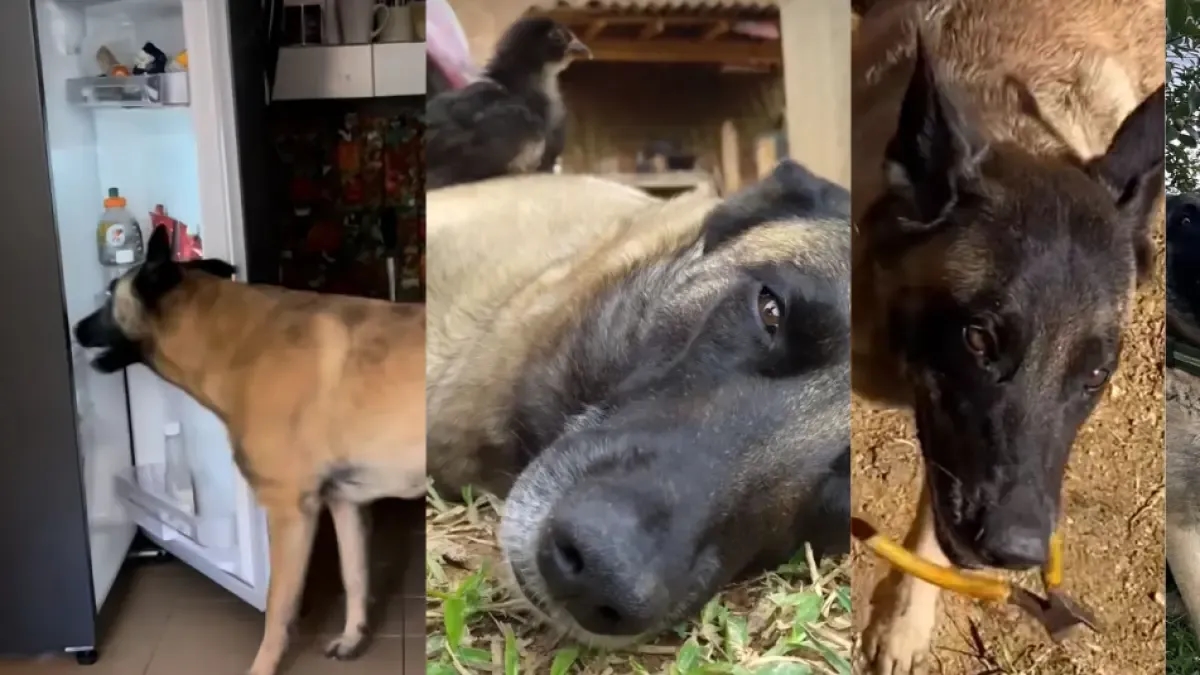 This is Guerra, 'the smartest dog in Colombia': she understands Spanish perfectly and knows how to open refrigerators.